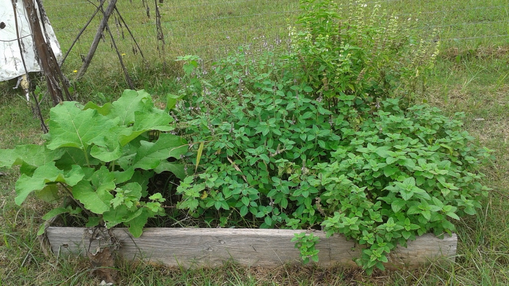 Medicinal Benefits of Gobo Burdock Mother Earth Living